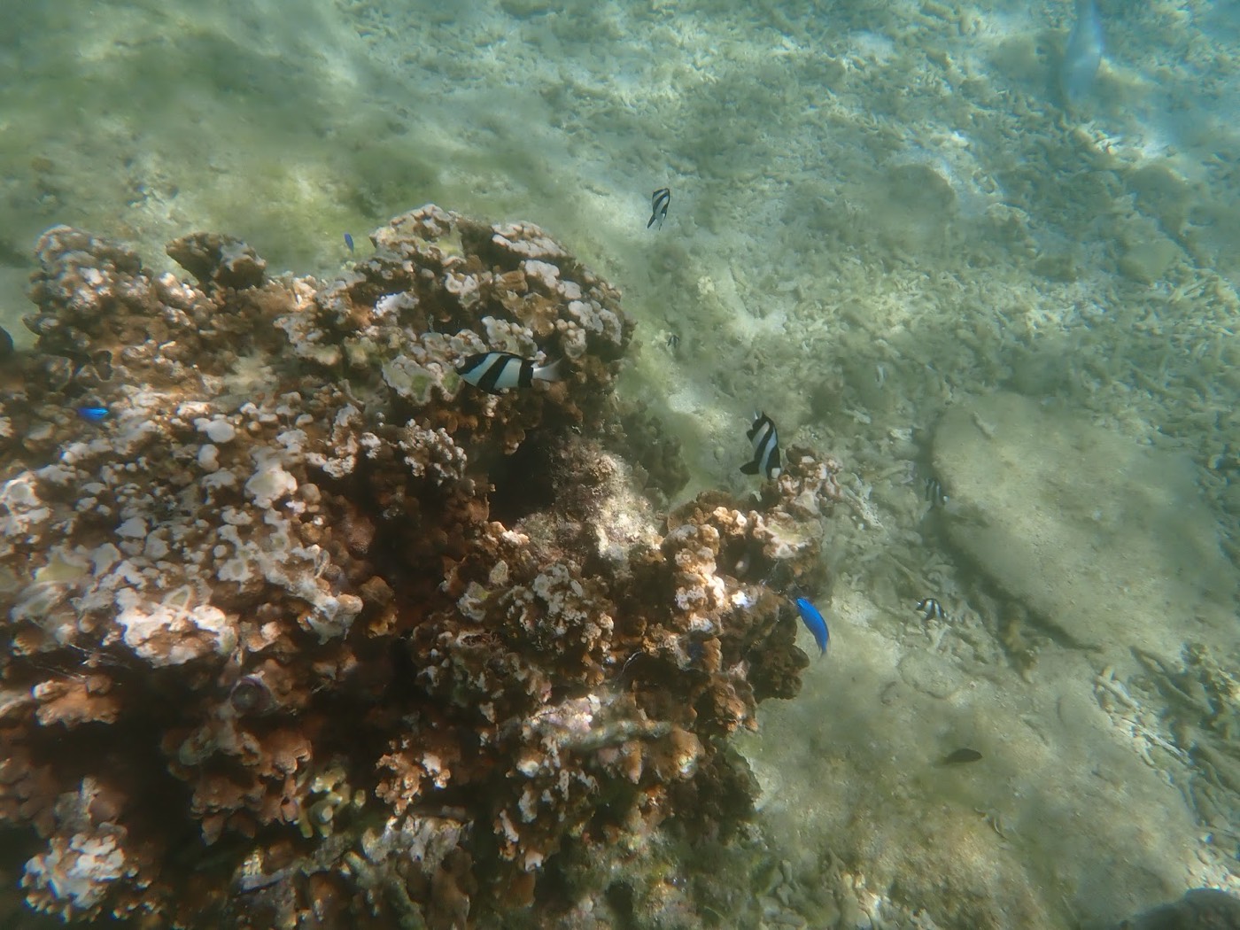 水中に広がるサンゴ礁と、その周りを泳ぐ縞模様の魚たち