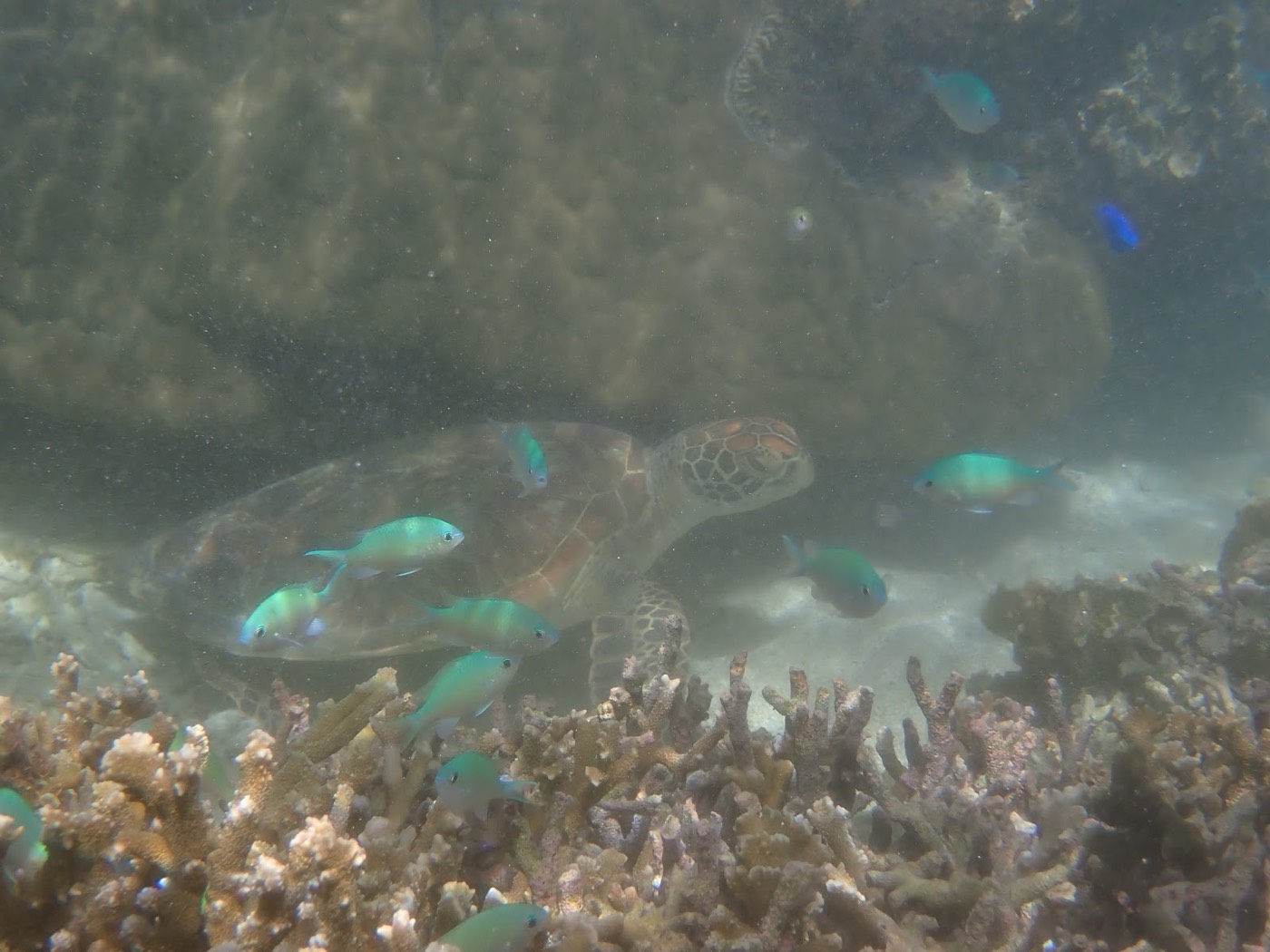 海底で休むウミガメと、その周りを泳ぐ青や緑の小魚の群れ
