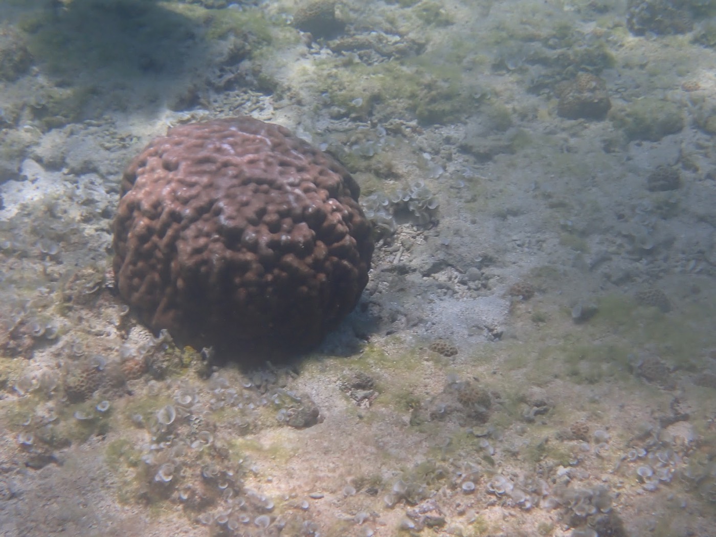 天然水族感で紹介する、浜辺でライフジャケットとフロートを装着し、スタッフと器材を確認する様子
