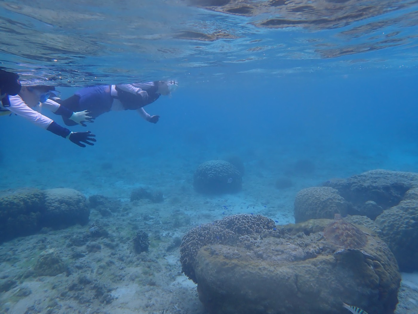 リーフ沿いの海底にサンゴと魚が泳ぎ、水面から光が差し込む様子