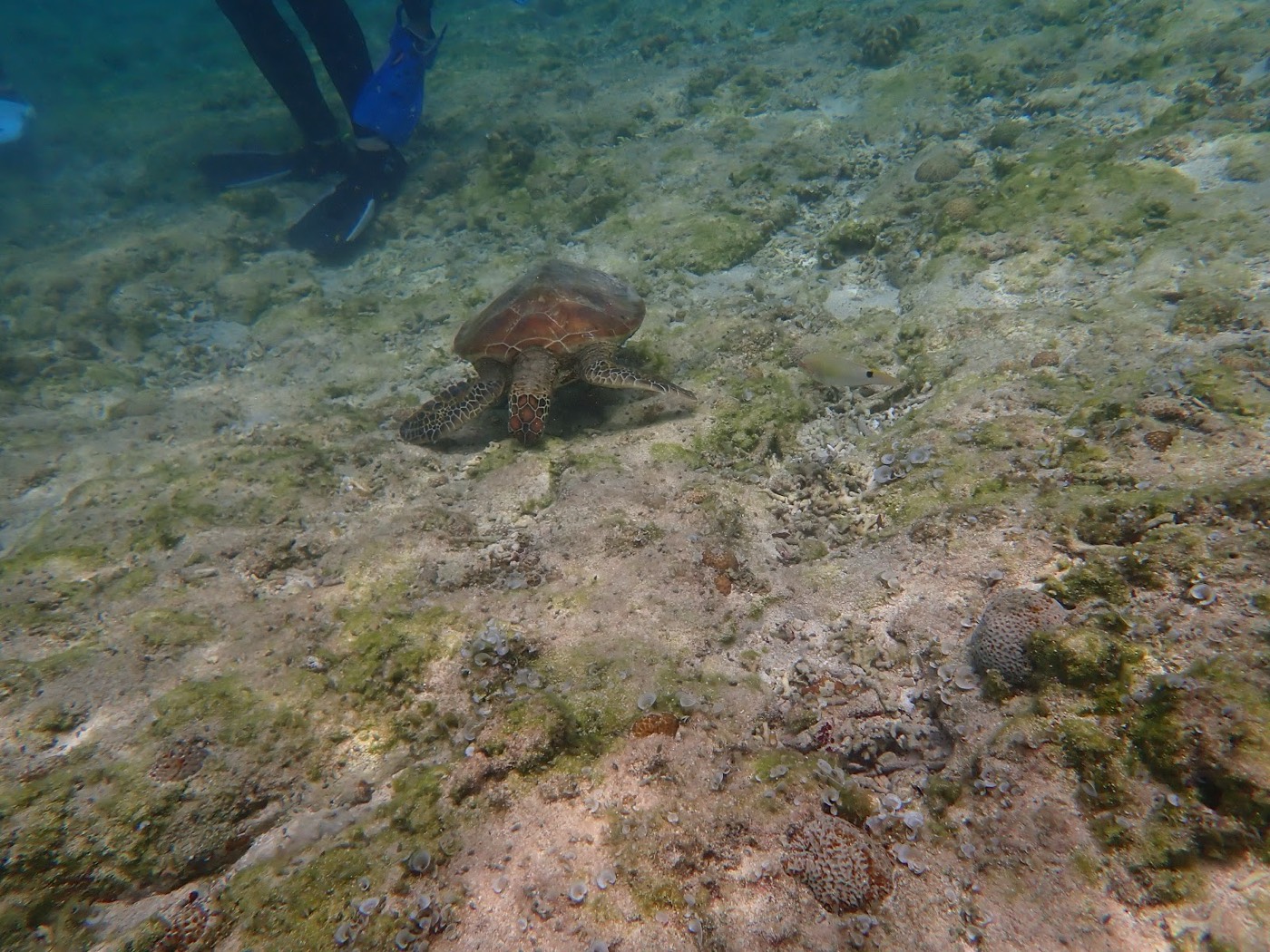 自然体験シュノーケルで紹介する沖縄の海の様子