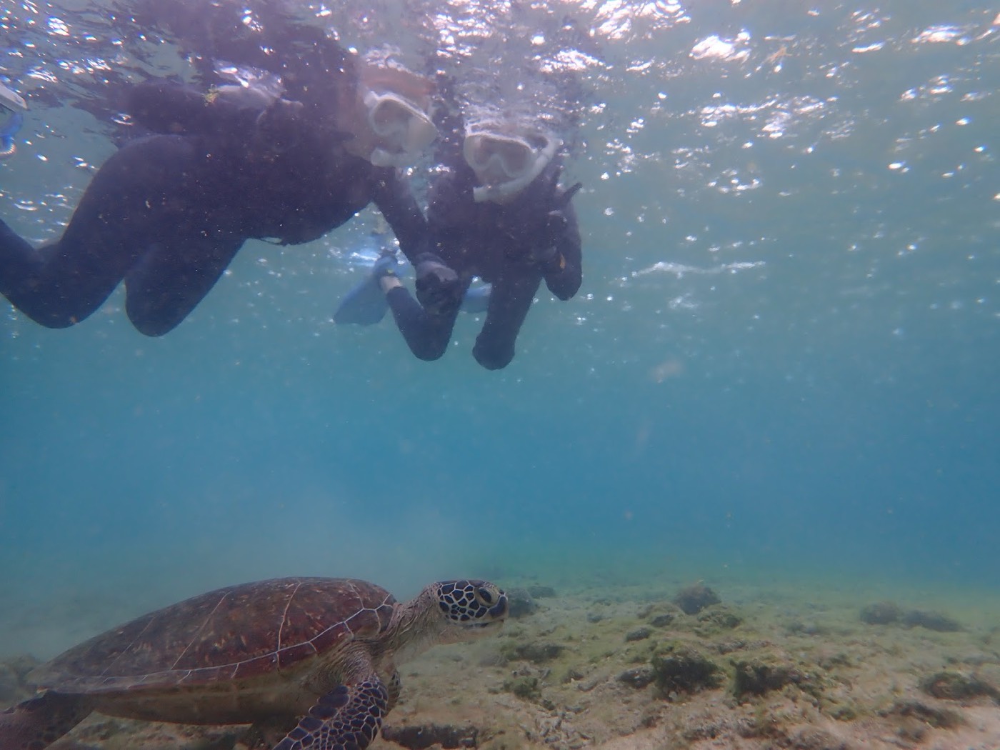 浅瀬で水面に顔をつけ、ウミガメを観察する参加者たち