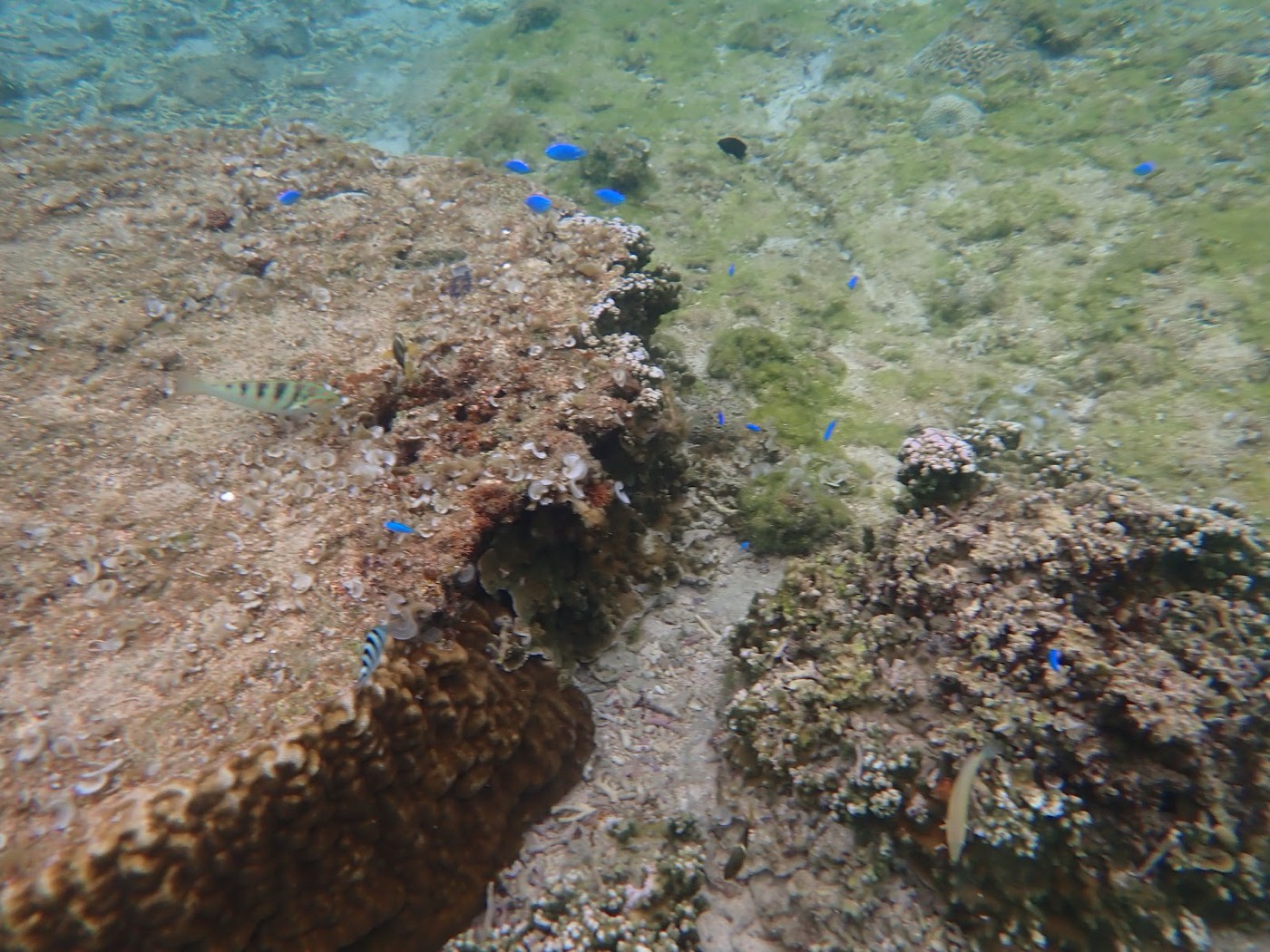 リーフ近くの岩場と、その周辺を泳ぐ青い小魚の群れ