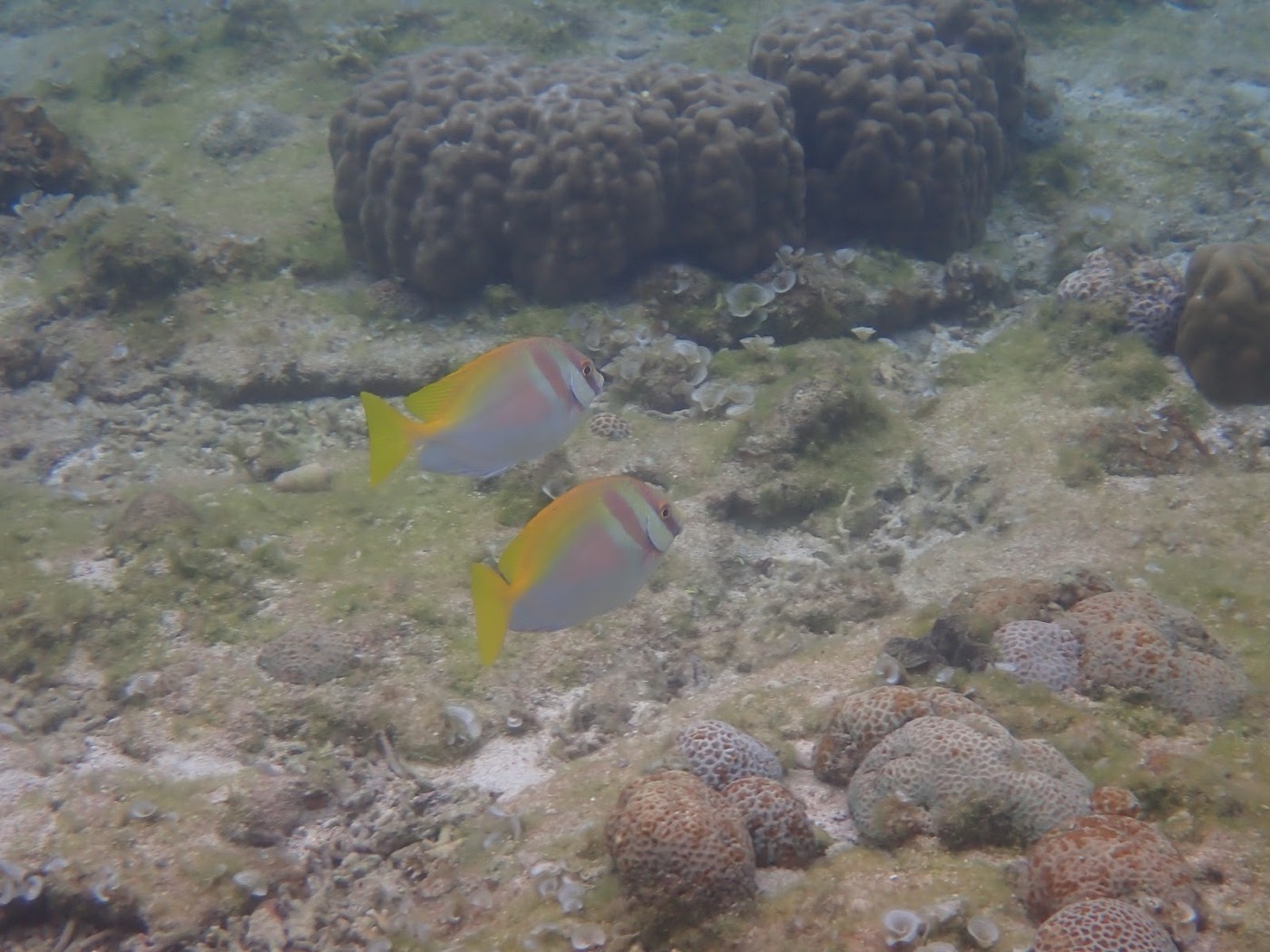 自然体験シュノーケルで紹介する沖縄の海の様子
