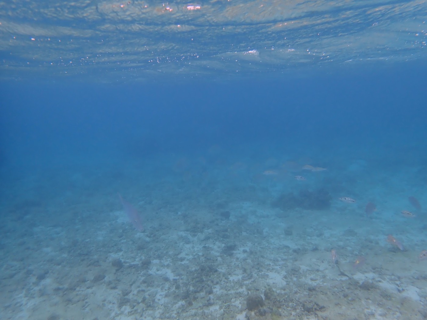 穏やかな水面とサンゴの点在する海底が広がる静かな海中風景