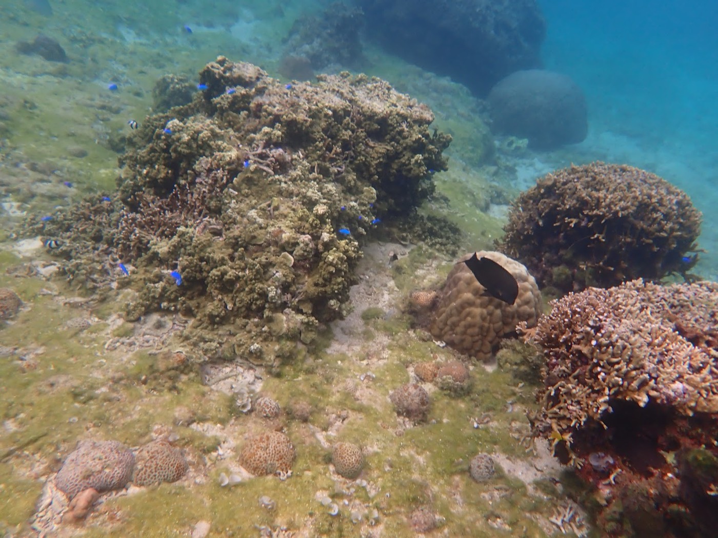様々な形のサンゴと青い魚が泳ぐ水中風景
