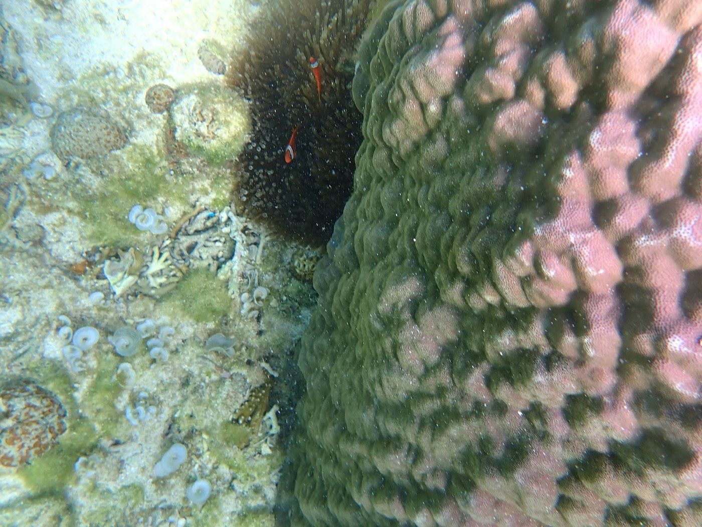 浅い海底のサンゴ礁の間を泳ぐ小さな青い魚の群れ