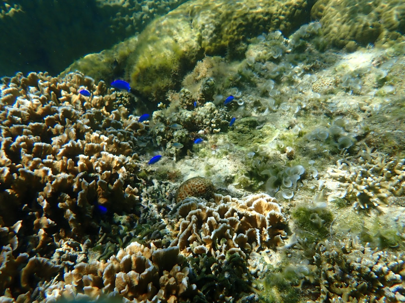 鮮やかな青色の魚たちが集まる、複雑な形状のサンゴ礁のクローズアップ