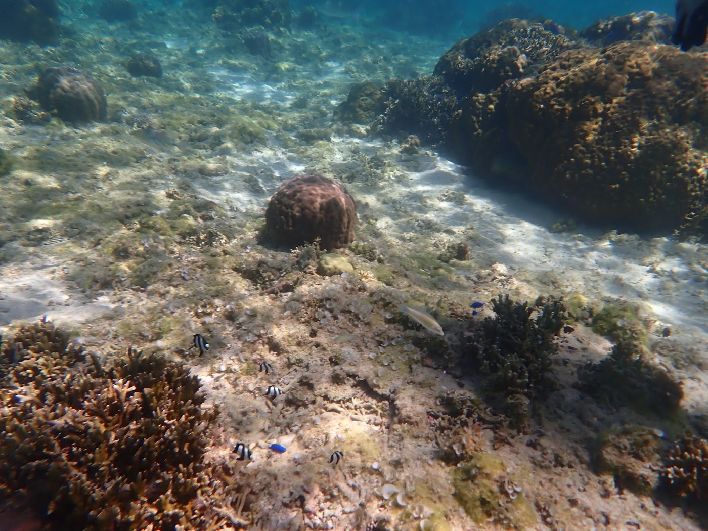 穏やかな水底に広がるサンゴ礁と、その周りを泳ぎ回る小さな魚たち