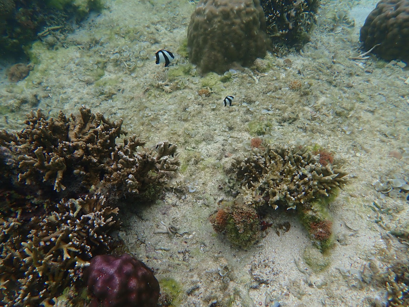 海底に広がるサンゴと、その間を泳ぐシマシマ模様の魚