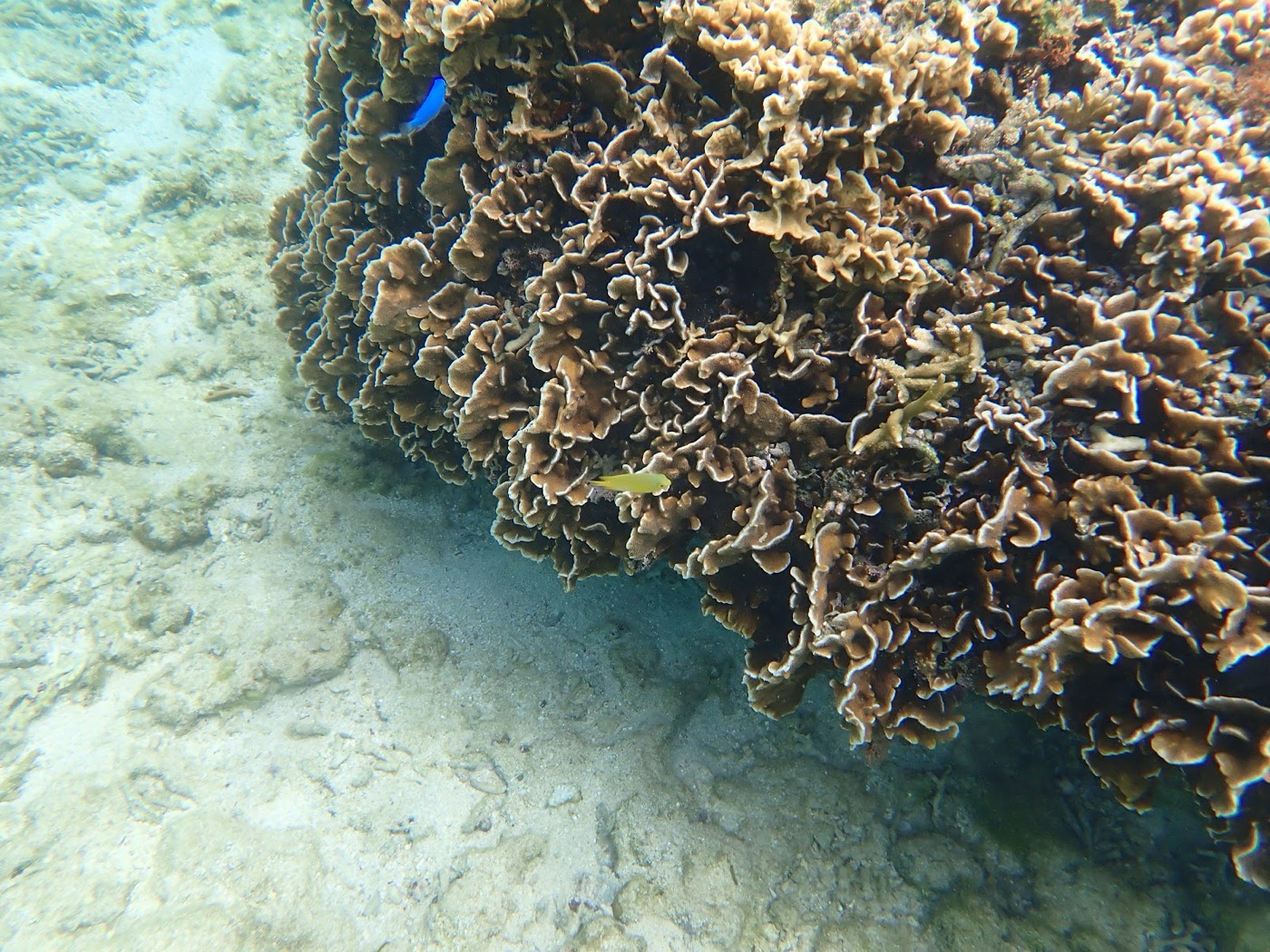 海底に大きく広がる褐色のサンゴと、その周りを泳ぐ魚