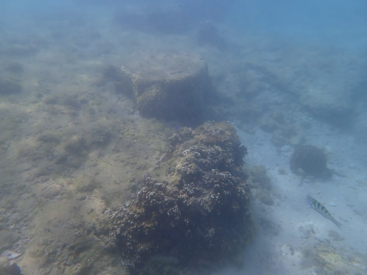 水底の岩場とリーフ、その周りを泳ぐ小さな魚
