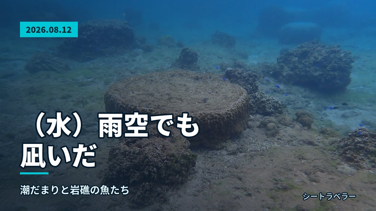 2026年8月12日(水)雨空でも凪いだ、潮だまりと岩礁の魚たち