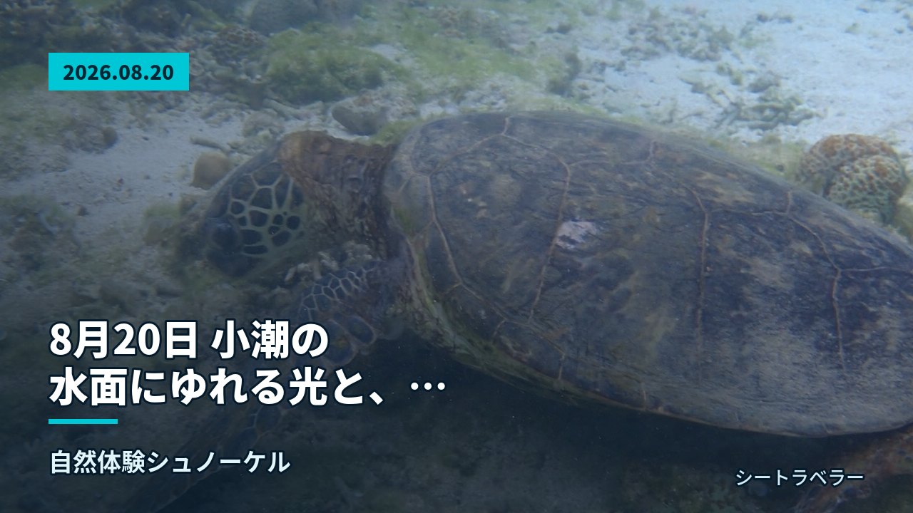 8月20日 小潮の水面にゆれる光と、それぞれのペースで迎えた海の時間