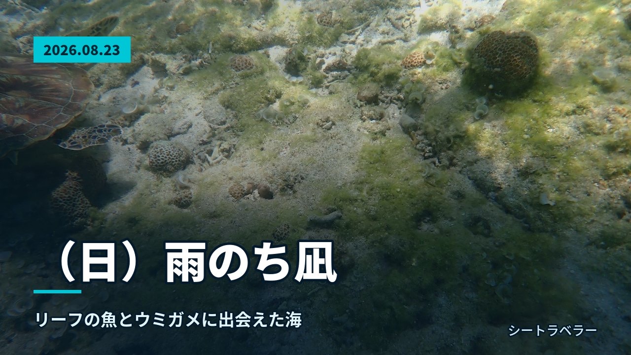 2026年8月23日（日）雨のち凪、リーフの魚とウミガメに出会えた海