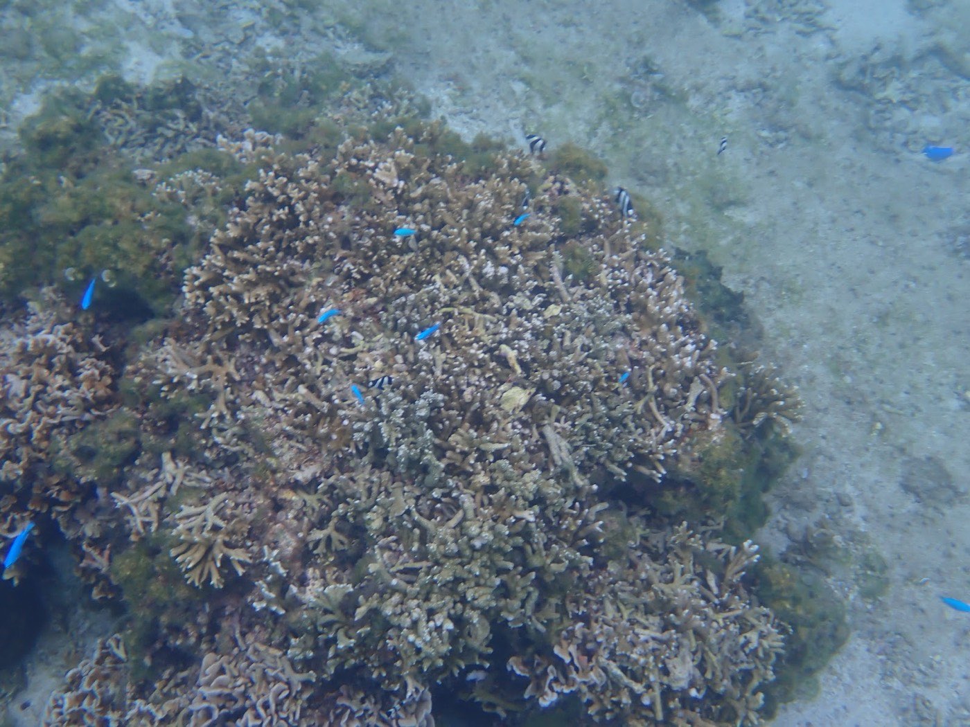 褐色のサンゴ礁の周りを青い小魚と縞模様の魚が泳ぐ天然水族感のある浅瀬の様子