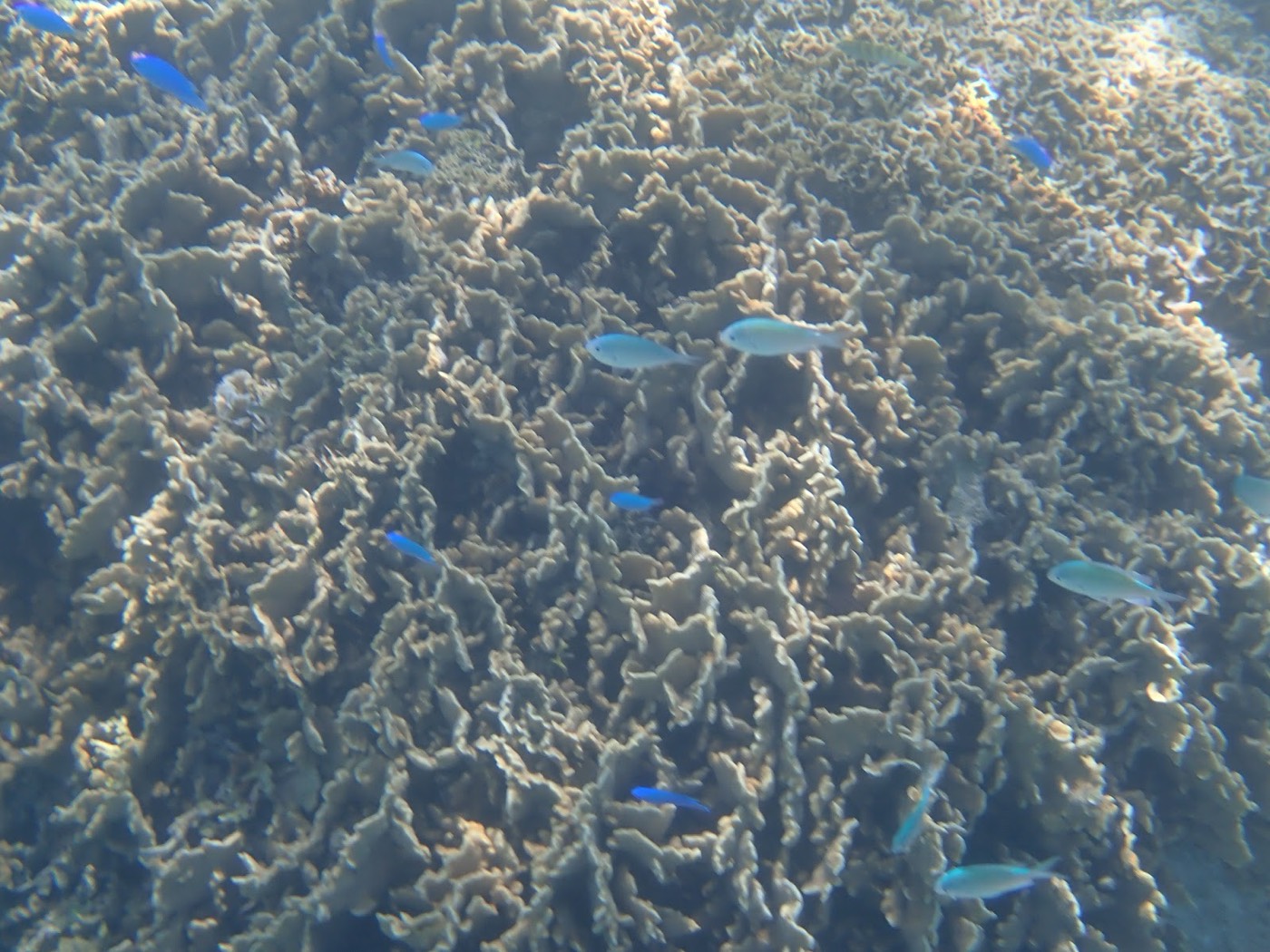 枝状のサンゴの隙間を青い小魚が数匹泳いでいる水中の様子