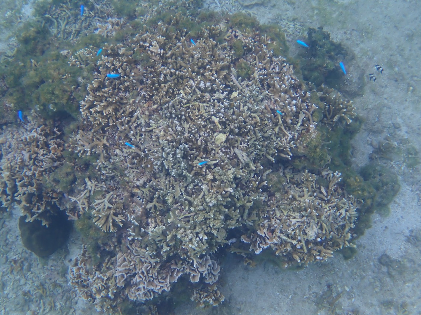 サンゴ礁の周りに小さな青い魚が複数泳ぎ砂地の海底が広がる