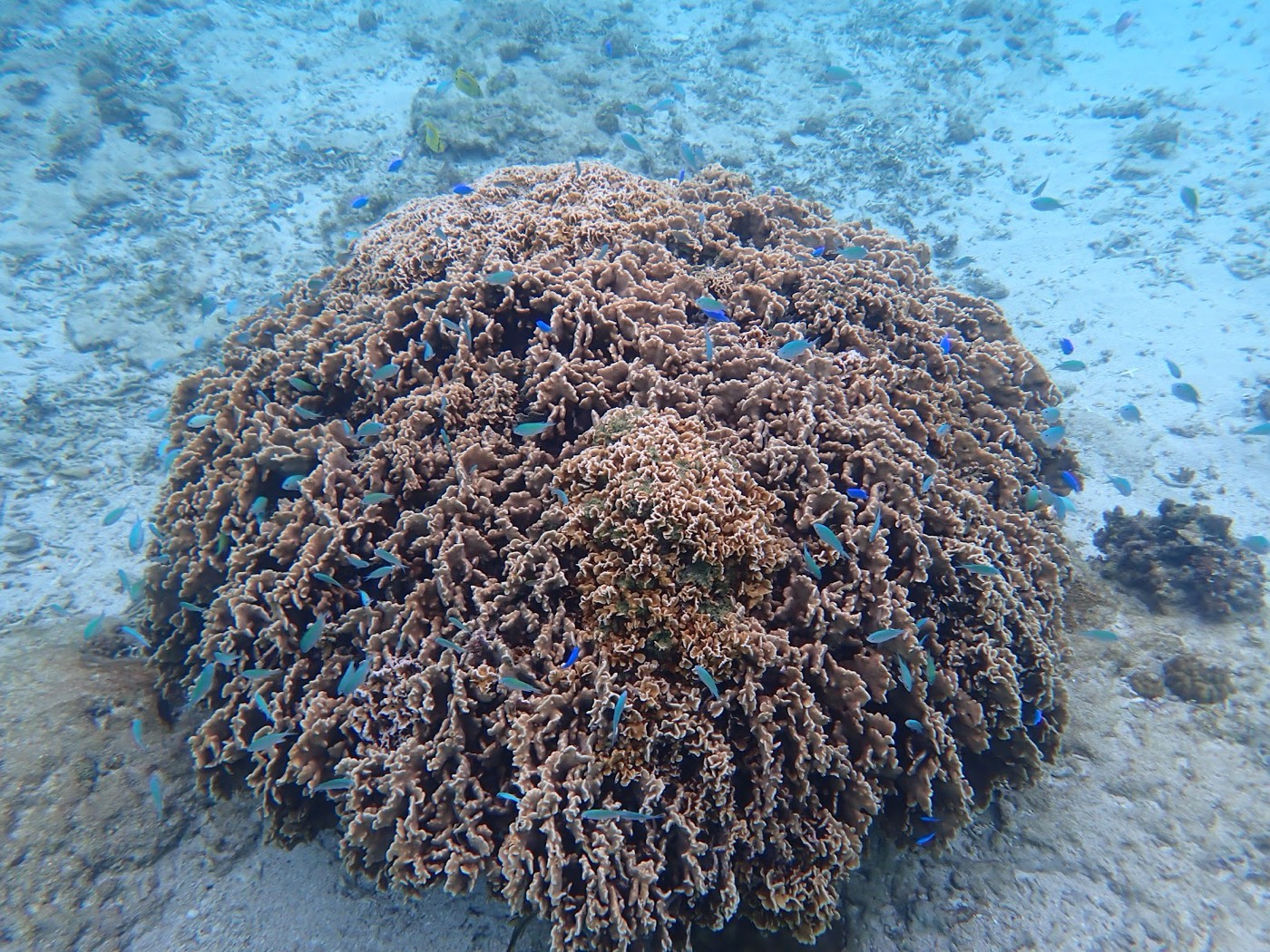 岩状のサンゴの周りに小さな青い魚の群れが漂う海底の様子