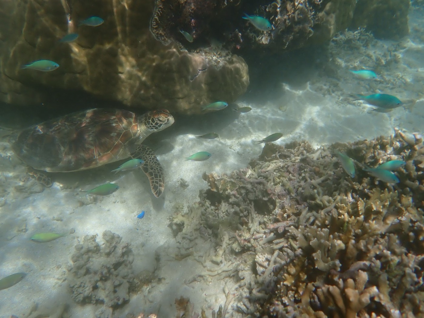 サンゴ礁が広がる海底をウミガメが泳ぎ、周囲を小さな魚の群れが漂う