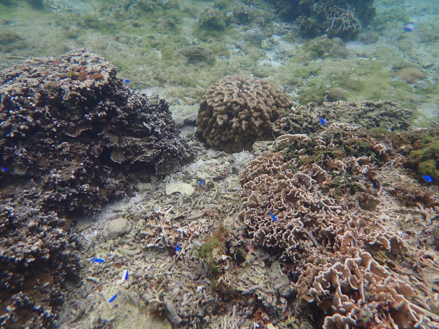 様々な形のサンゴが並ぶ海底に小さな青い魚が複数泳いでいる