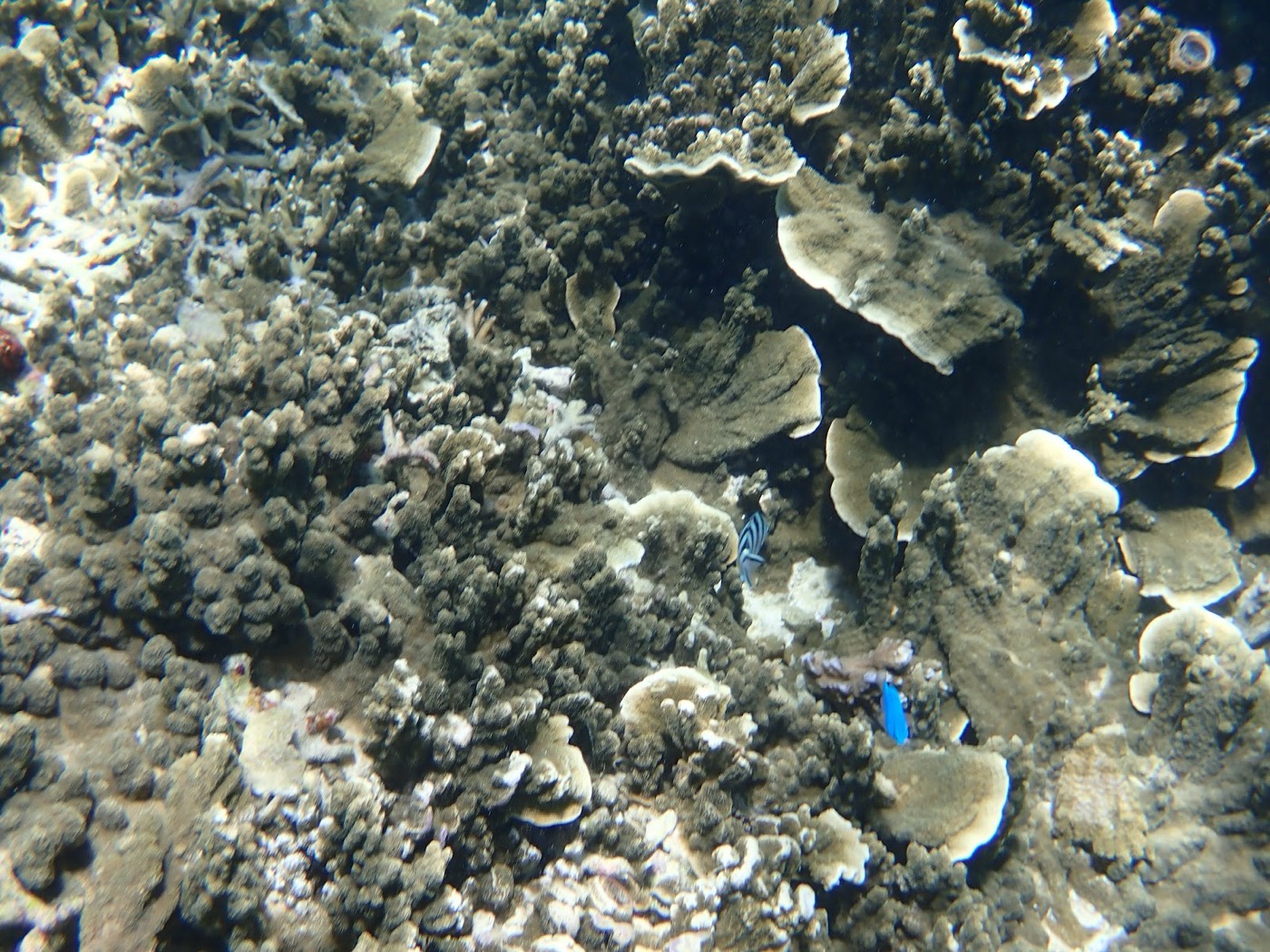 天然水族感で紹介する、イソギンチャクの中で泳ぐオレンジ色のクマノミのクローズアップ