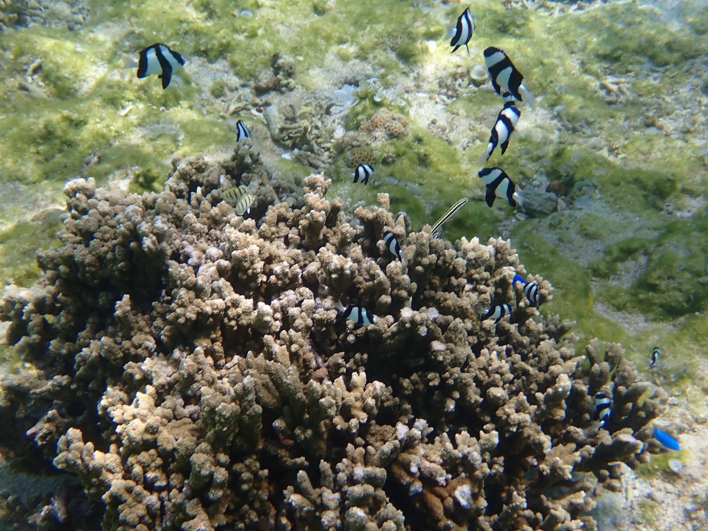 枝サンゴの周りを群れで泳ぐ縞模様の小魚と青い魚