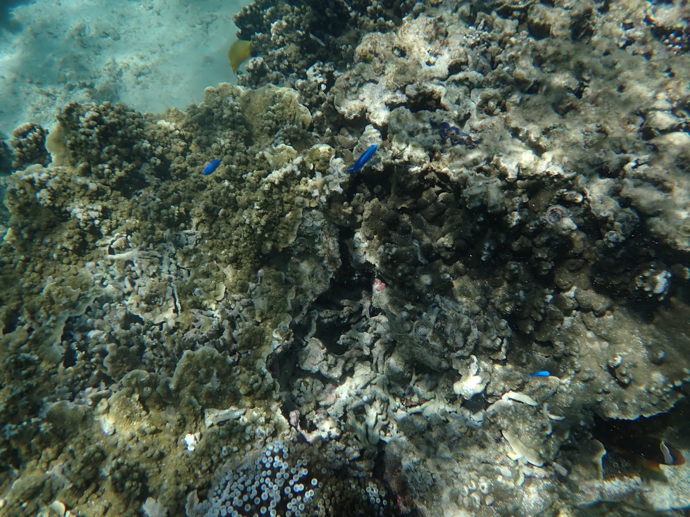 サンゴ礁の周りで青や黄色の魚が泳ぎ、水中の様子が観察できる
