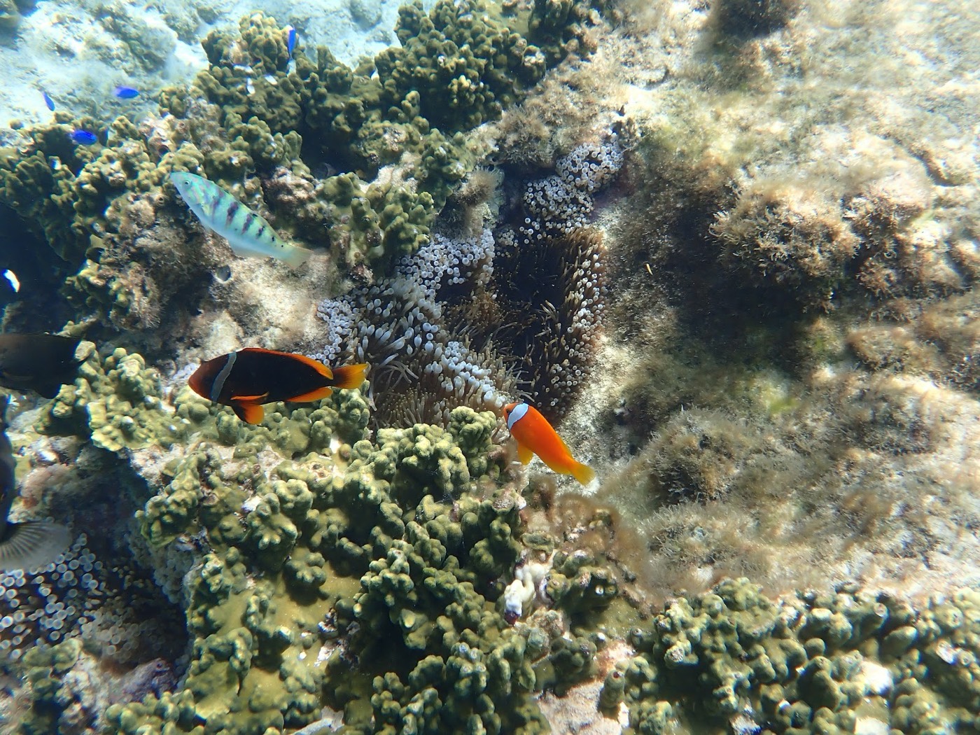 サンゴ礁の周りをオレンジ色のクマノミと様々な種類の魚が泳ぐ水中風景