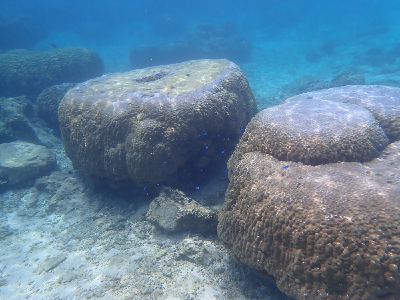 海底の大きなサンゴ礁の周りを泳ぐ青い小さな魚たちのクローズアップ