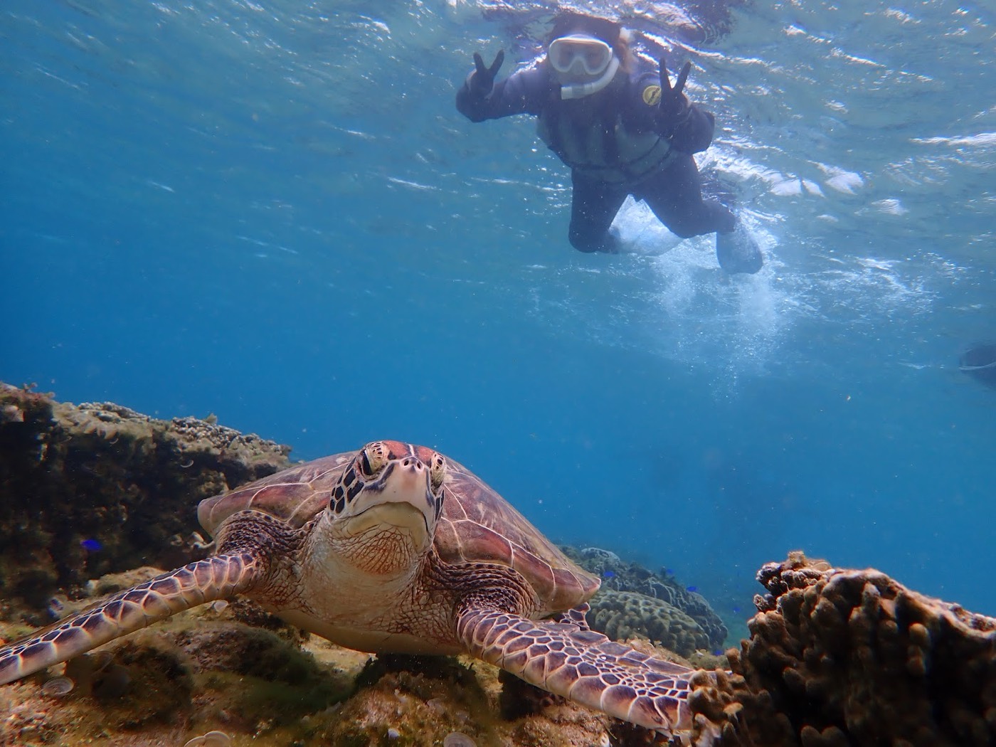 海中にいるウミガメと、水面に浮いている参加者の様子。天然水族感がある