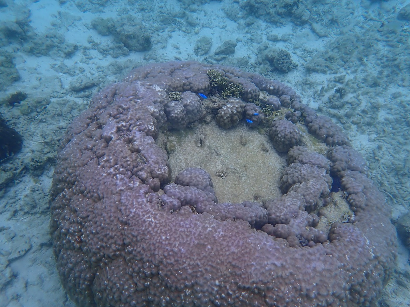 丸いサンゴの周りに青い小魚が群れている様子