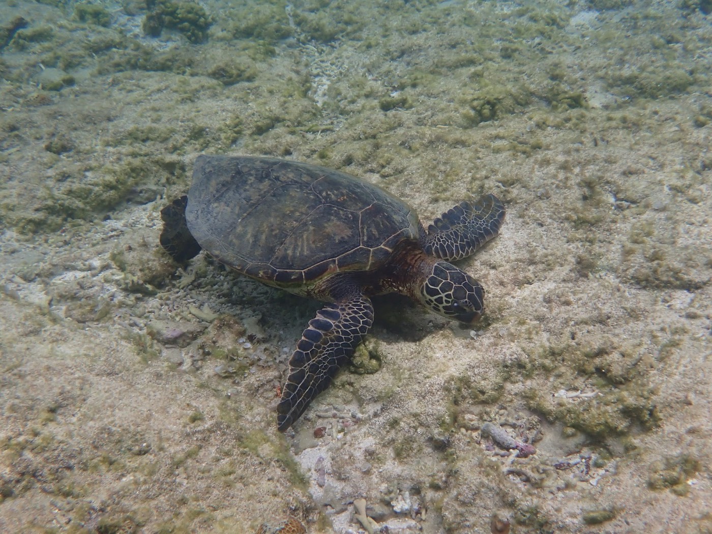 海藻の生えた海底を泳ぐウミガメを上から捉えた一枚