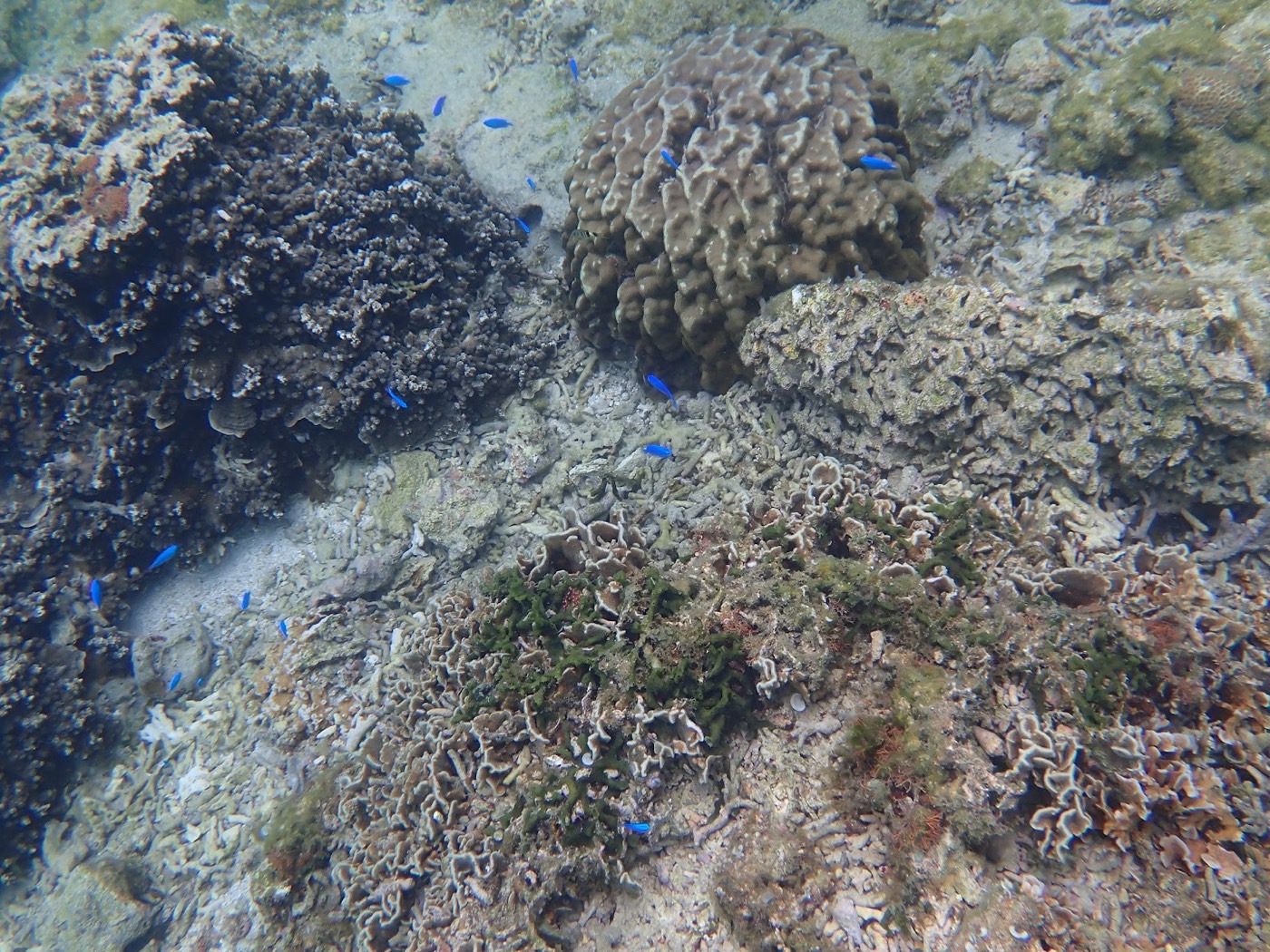 海底に広がる多様なサンゴ礁と、その間を泳ぐ小さな青い魚の群れ。自然な色合いで海中生物のクローズアップが鮮明だ