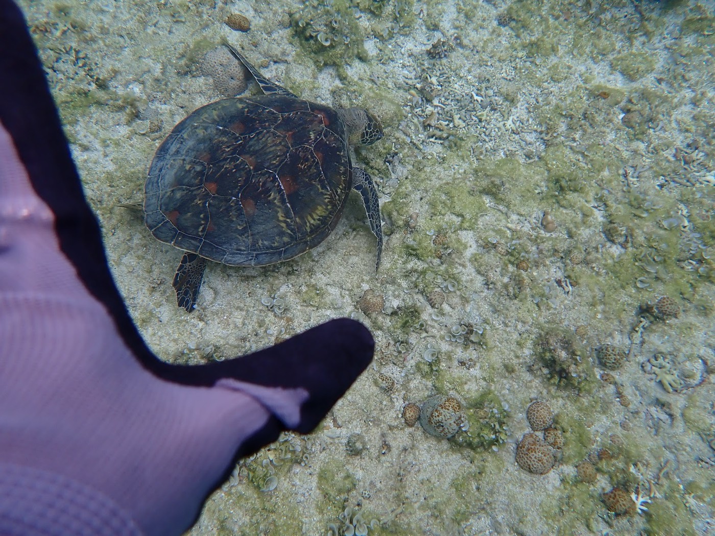 海底のサンゴ礁のそばを泳ぐ、青い模様が美しい魚。自然な明るさで魚の生態をはっきりと捉えている
