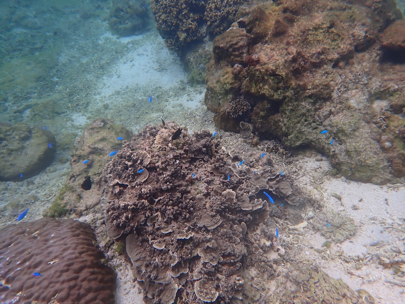 青い海に広がる大きなテーブル状サンゴが作る天然水族感