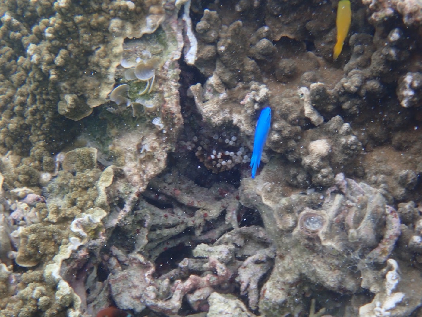 白い砂地の上を泳ぐ緑と赤の縞模様の魚