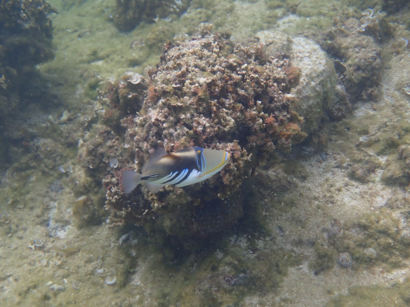 岩とサンゴの隙間に佇む青と黄色の縞模様の魚