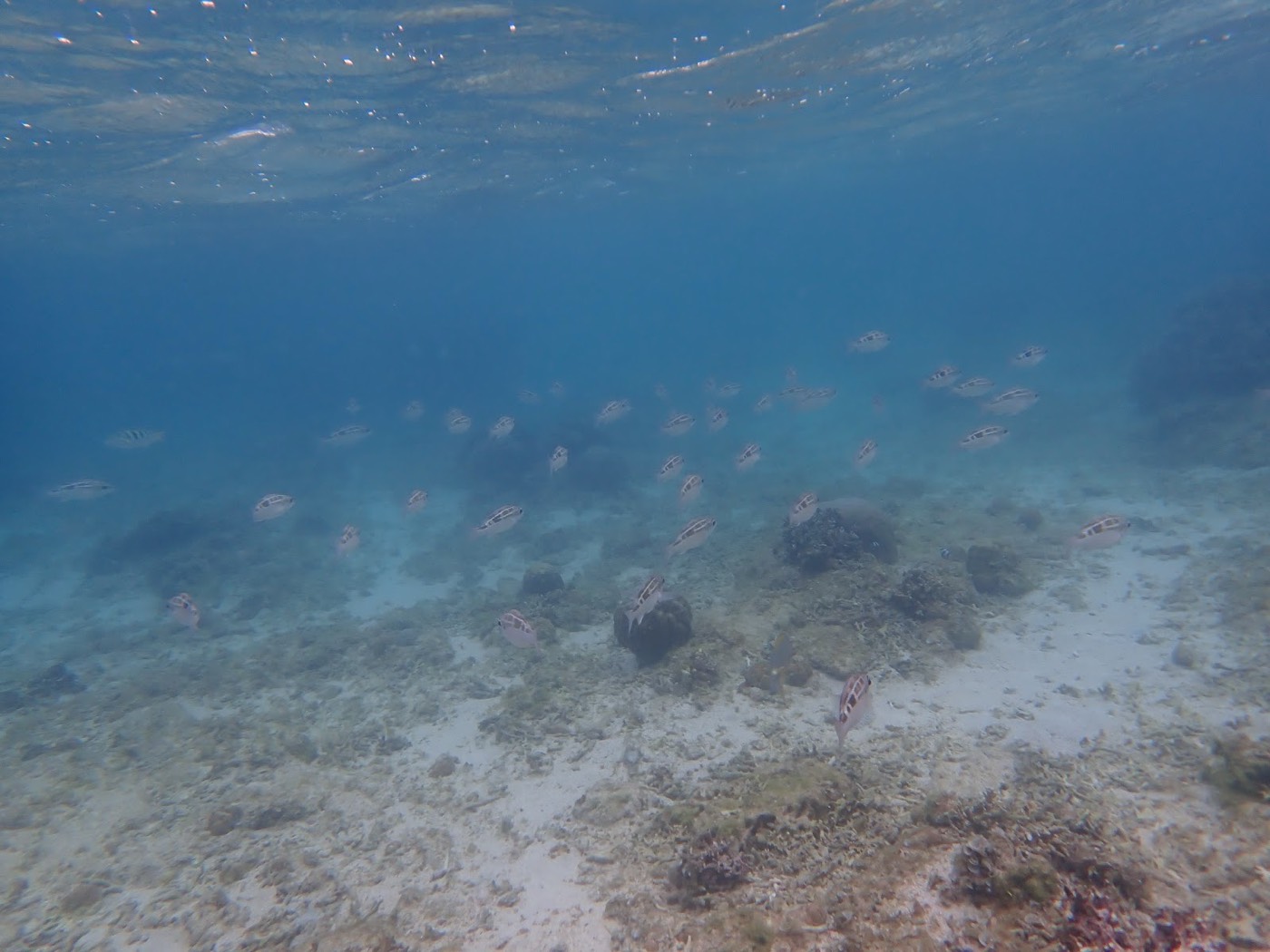 岩場に沿って続く浅いリーフの様子
