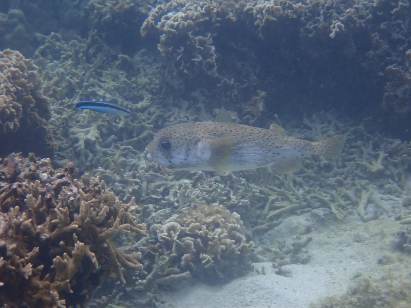 サンゴが点在する海底の近くを群れで泳ぐ魚たち