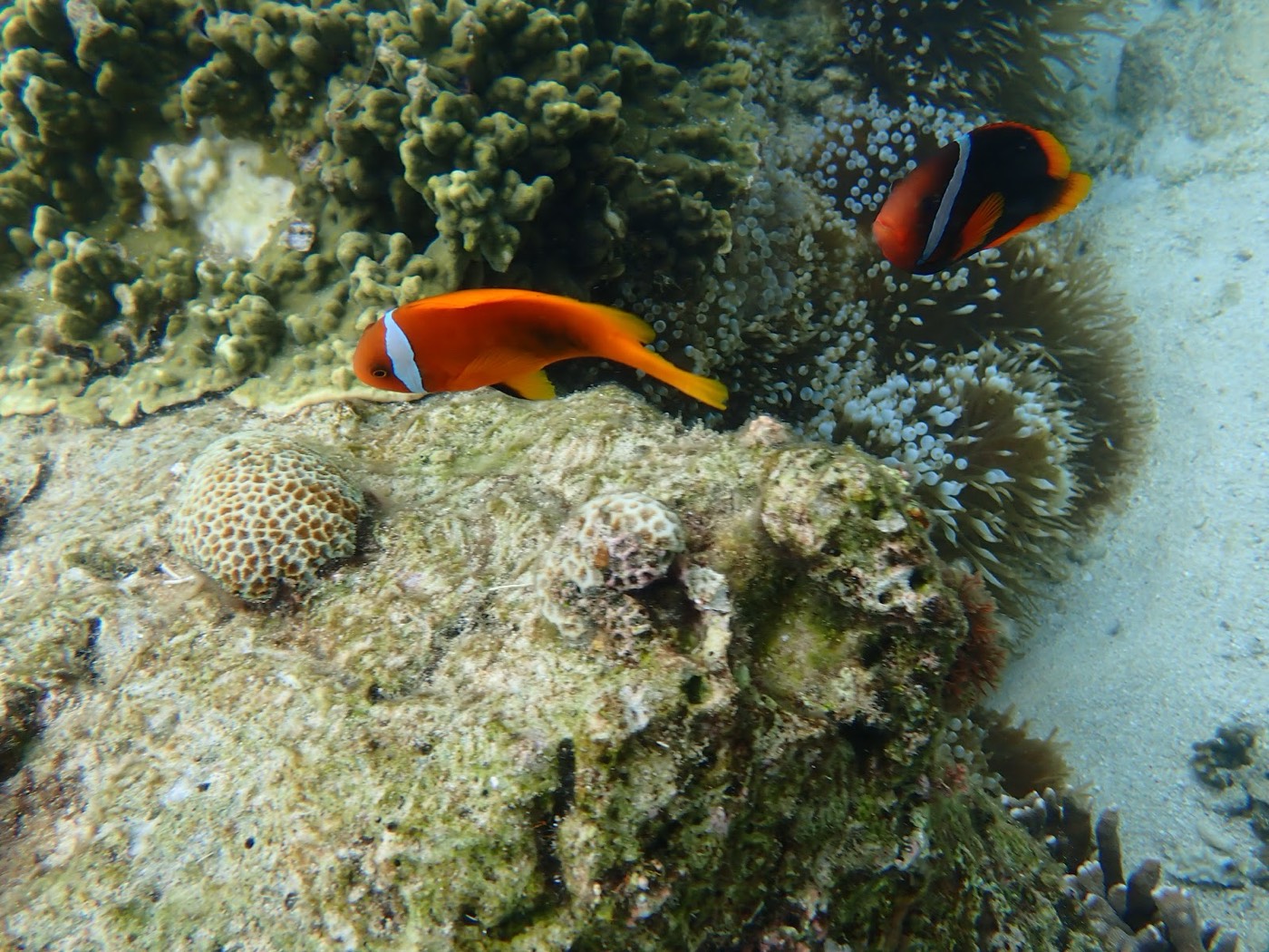 天然水族感で紹介する、天然水族館のような海中、イソギンチャクとクマノミが岩礁に生息している