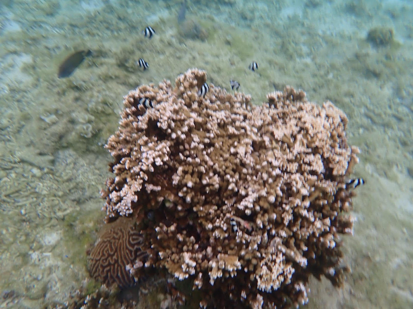 海底にそびえるサンゴの塊と、その周りを泳ぐ小魚たち