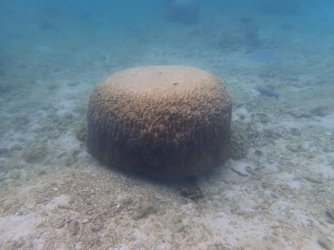 海底の白い砂地に横たわる大きな丸いサンゴの塊