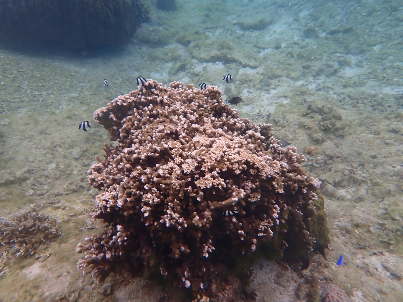 海底のサンゴ礁の周りを泳ぐカラフルな小魚たち