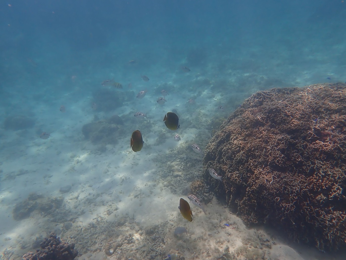 天然水族感で紹介する、青い海中に広がるサンゴと岩場の様子。水面付近の明るい光が差し込む