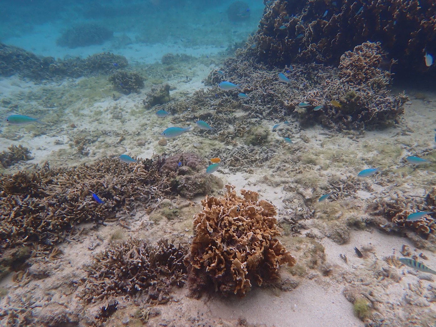 砂地に点在するサンゴと、その上を泳ぐ色鮮やかな魚たち
