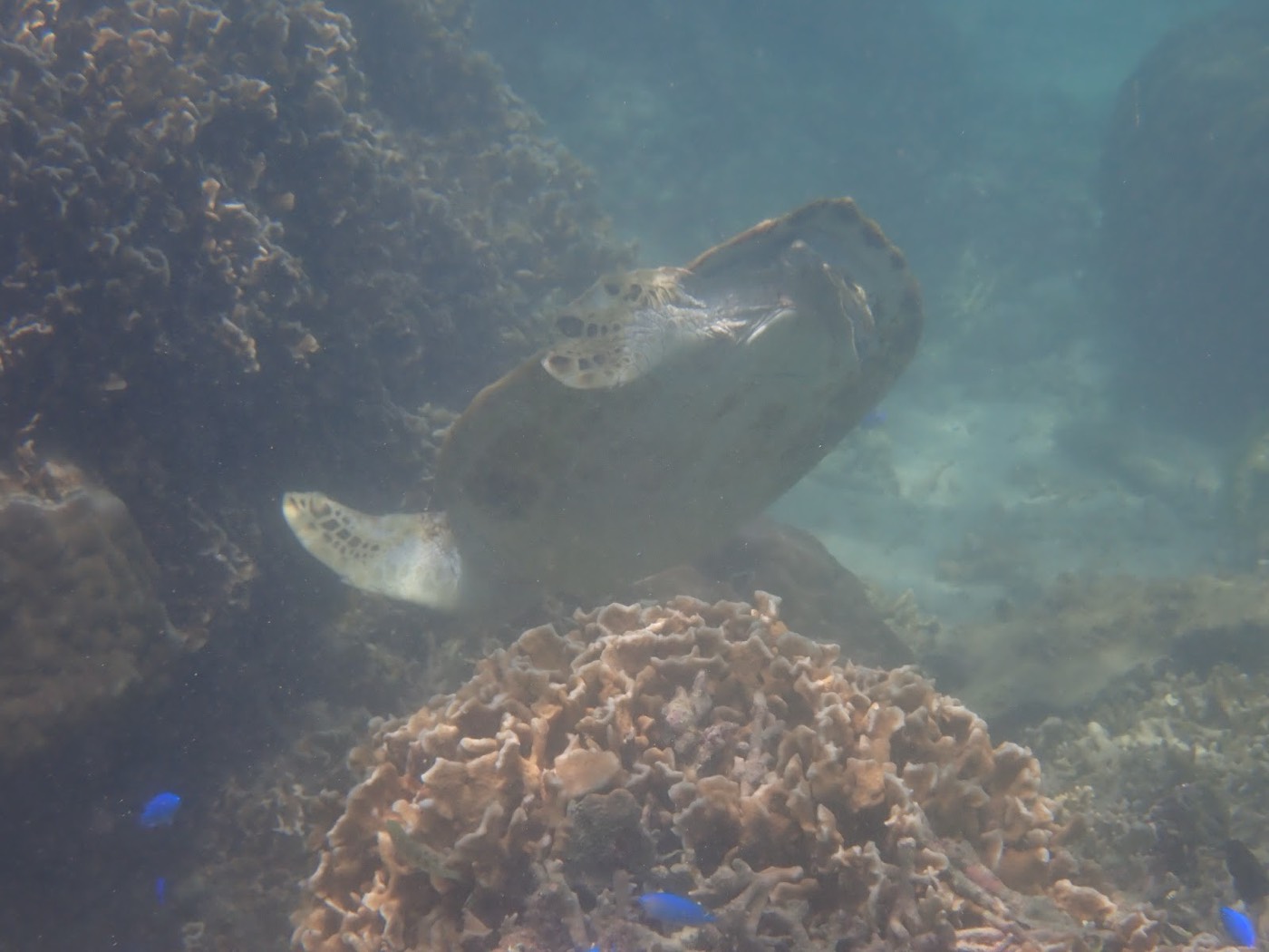 海中でサンゴ礁の陰に身を隠すウミガメと、その周りを泳ぐ小魚たち