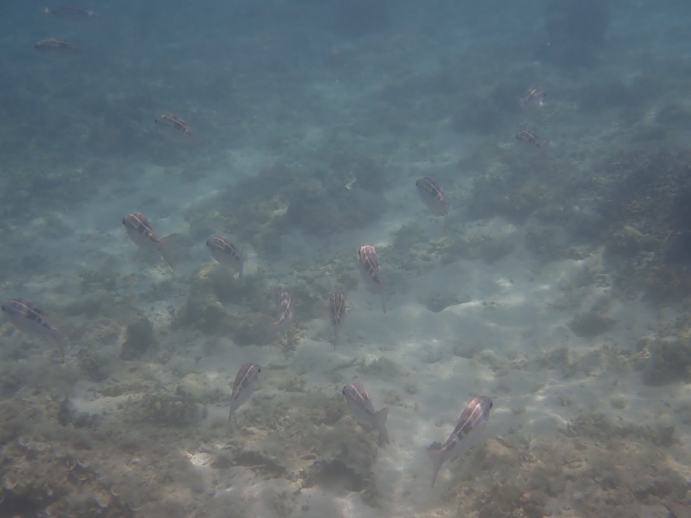海底の岩場の上を群れで泳ぐ複数の魚