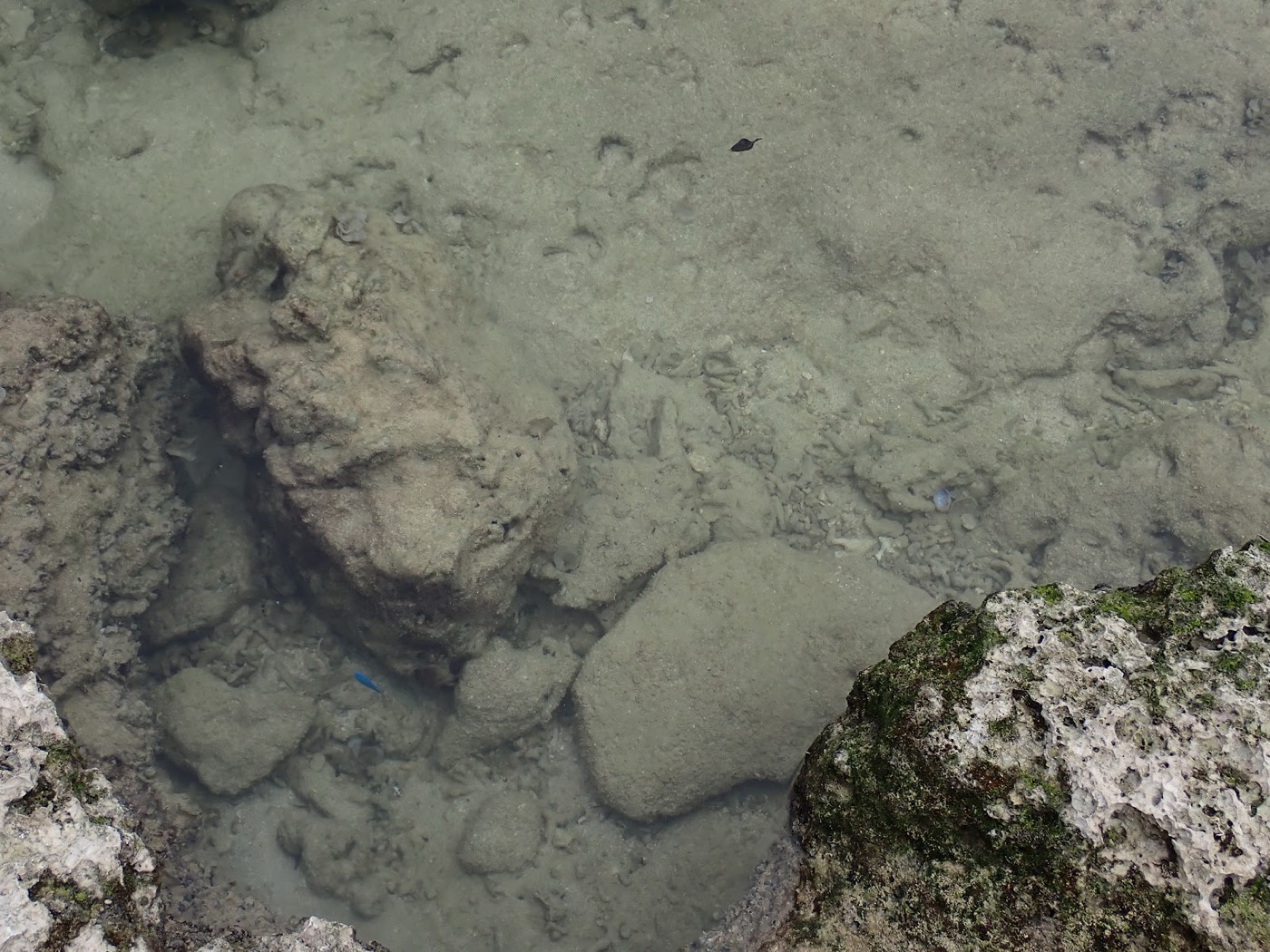 透明な浅瀬の水中には岩と砂地が広がり、小さな魚が見える。天然水族感が漂う
