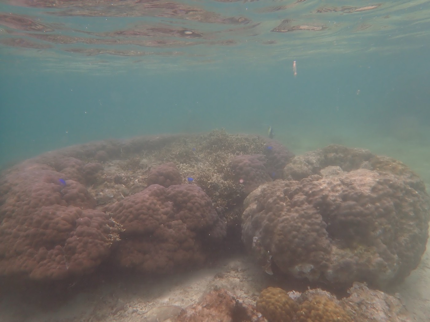 海底に広がる複数のサンゴと、上から差し込む水面の光